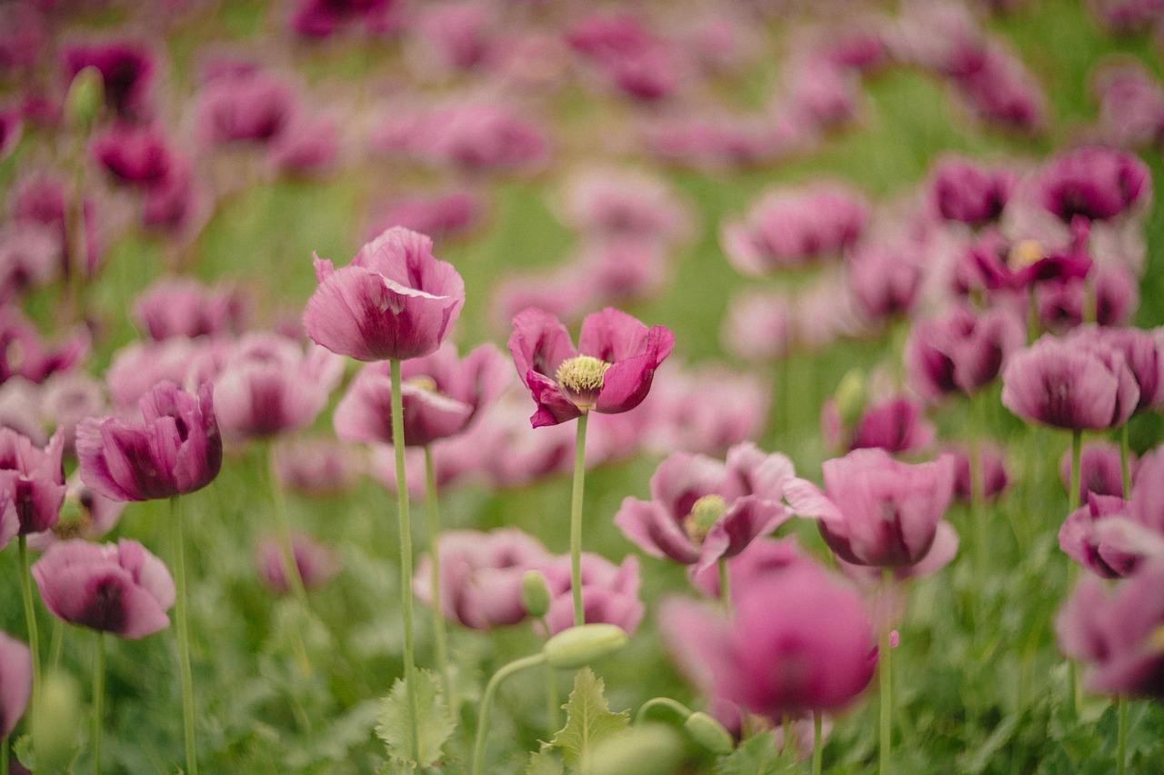 How to Create a Garden that Blooms Year-Round